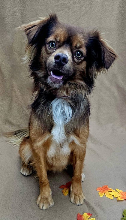 Gremmy, an adoptable Pekingese, Chihuahua in Salt Lake City, UT, 84107 | Photo Image 2