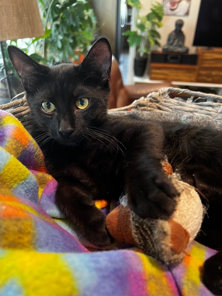 Smudge, an adoptable Domestic Medium Hair in Palmer, AK, 99645 | Photo Image 1