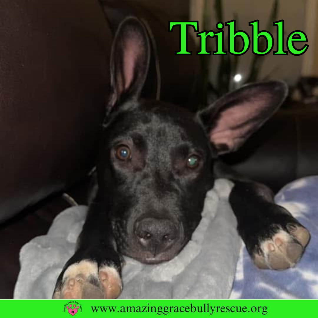 Tribble
