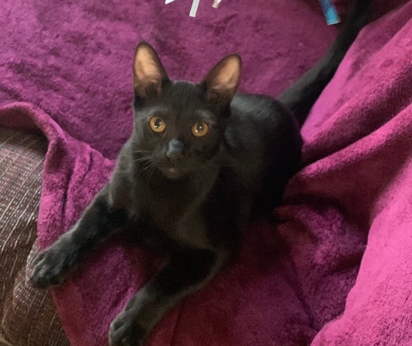 Jiji, an adoptable Domestic Short Hair in Grand Junction, CO, 81505 | Photo Image 1