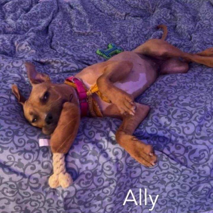 Ally 3