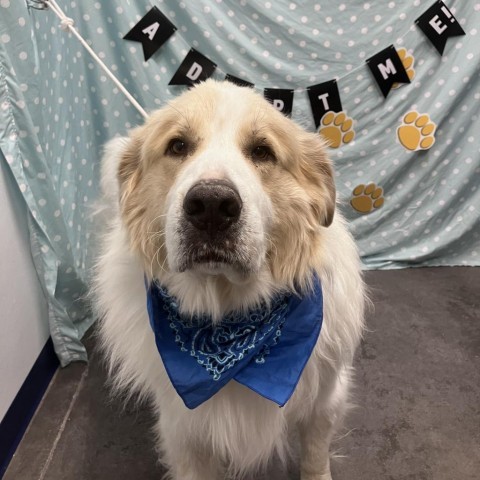 Odin, an adoptable Great Pyrenees in Show Low, AZ, 85901 | Photo Image 1