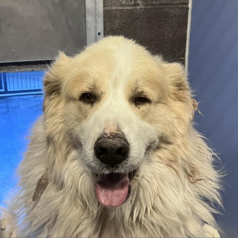 Odin, an adoptable Great Pyrenees in Show Low, AZ, 85901 | Photo Image 2