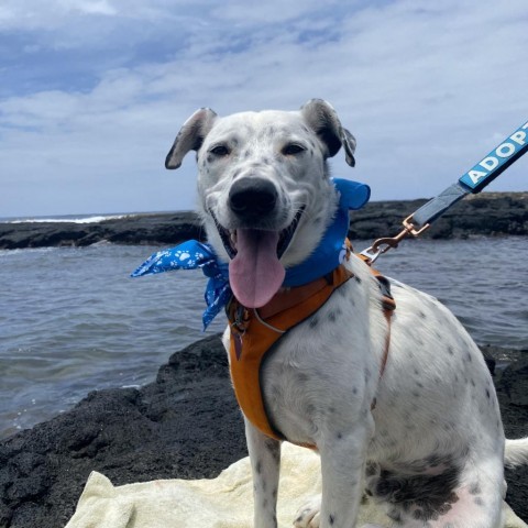 Kevin, an adoptable Mixed Breed in Kailua Kona, HI, 96740 | Photo Image 1