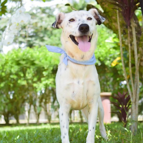 Kevin, an adoptable Mixed Breed in Kailua Kona, HI, 96740 | Photo Image 2