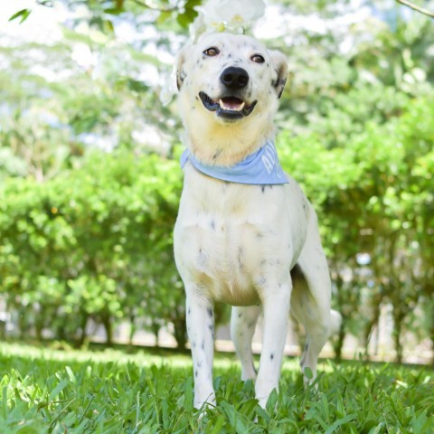 Kevin, an adoptable Mixed Breed in Kailua Kona, HI, 96740 | Photo Image 3