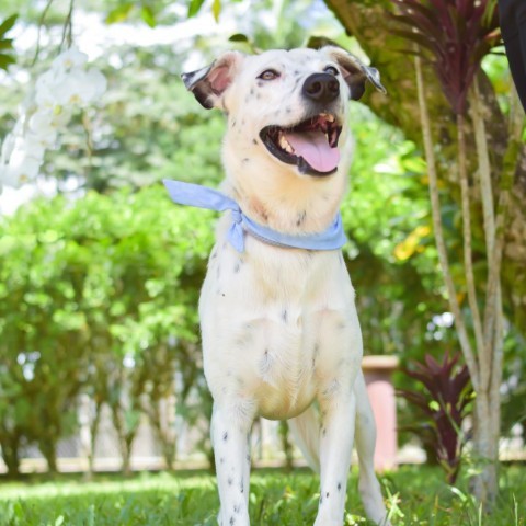 Kevin, an adoptable Mixed Breed in Kailua Kona, HI, 96740 | Photo Image 4