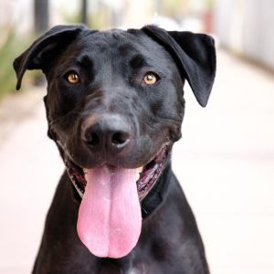 Ace, Adult Male Great Dane