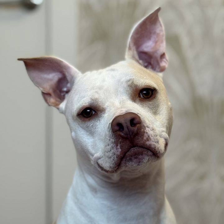 Casper - AVAILABLE 2
