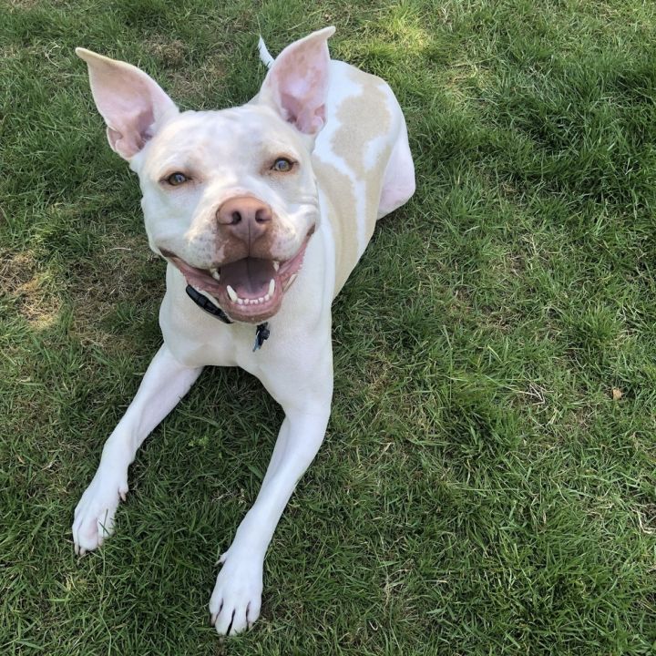 Casper - AVAILABLE 6