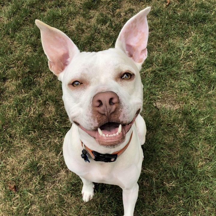 Casper - AVAILABLE 10