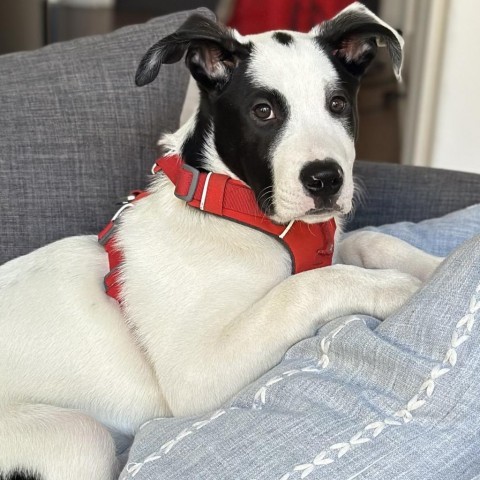 Sonic, an adoptable Mixed Breed in Hailey, ID, 83333 | Photo Image 1