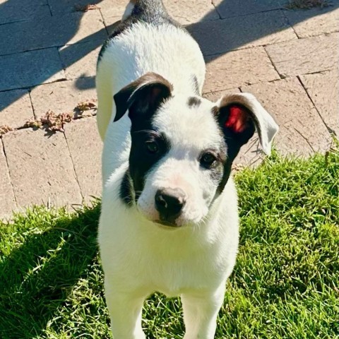 Sonic, an adoptable Mixed Breed in Hailey, ID, 83333 | Photo Image 2