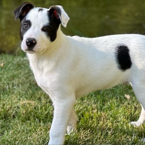 Sonic, an adoptable Mixed Breed in Hailey, ID, 83333 | Photo Image 4