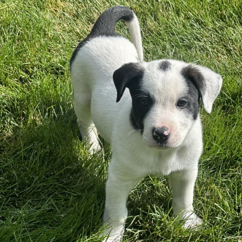 Sonic, an adoptable Mixed Breed in Hailey, ID, 83333 | Photo Image 5