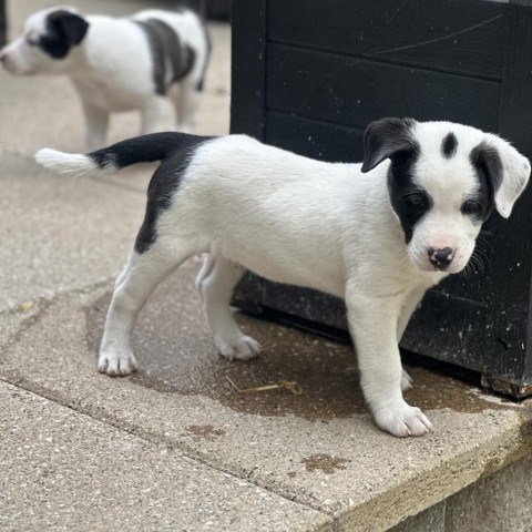 Sonic, an adoptable Mixed Breed in Hailey, ID, 83333 | Photo Image 6