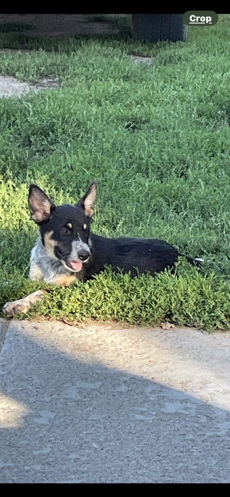 Roseanna, an adoptable Australian Cattle Dog / Blue Heeler, Labrador Retriever in Brainerd, MN, 56401 | Photo Image 2