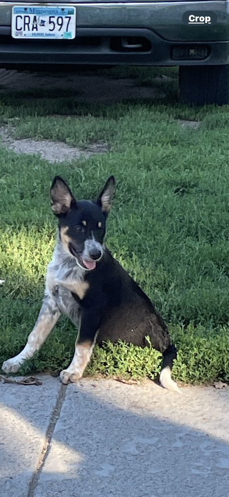 Roseanna, an adoptable Australian Cattle Dog / Blue Heeler, Labrador Retriever in Brainerd, MN, 56401 | Photo Image 3