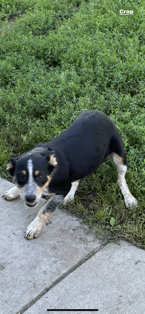 Juliet, an adoptable Australian Cattle Dog / Blue Heeler, Labrador Retriever in Brainerd, MN, 56401 | Photo Image 2