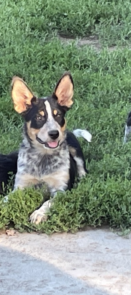 Juliet, an adoptable Australian Cattle Dog / Blue Heeler, Labrador Retriever in Brainerd, MN, 56401 | Photo Image 3