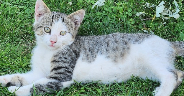 Cloudy, an adoptable Domestic Short Hair in Brainerd, MN, 56401 | Photo Image 1