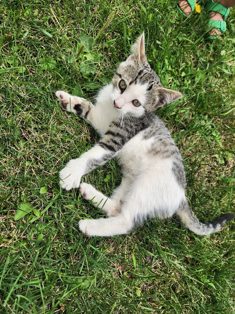 Cloudy, an adoptable Domestic Short Hair in Brainerd, MN, 56401 | Photo Image 2