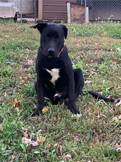 Booker, an adoptable American Staffordshire Terrier, Labrador Retriever in Brainerd, MN, 56401 | Photo Image 1