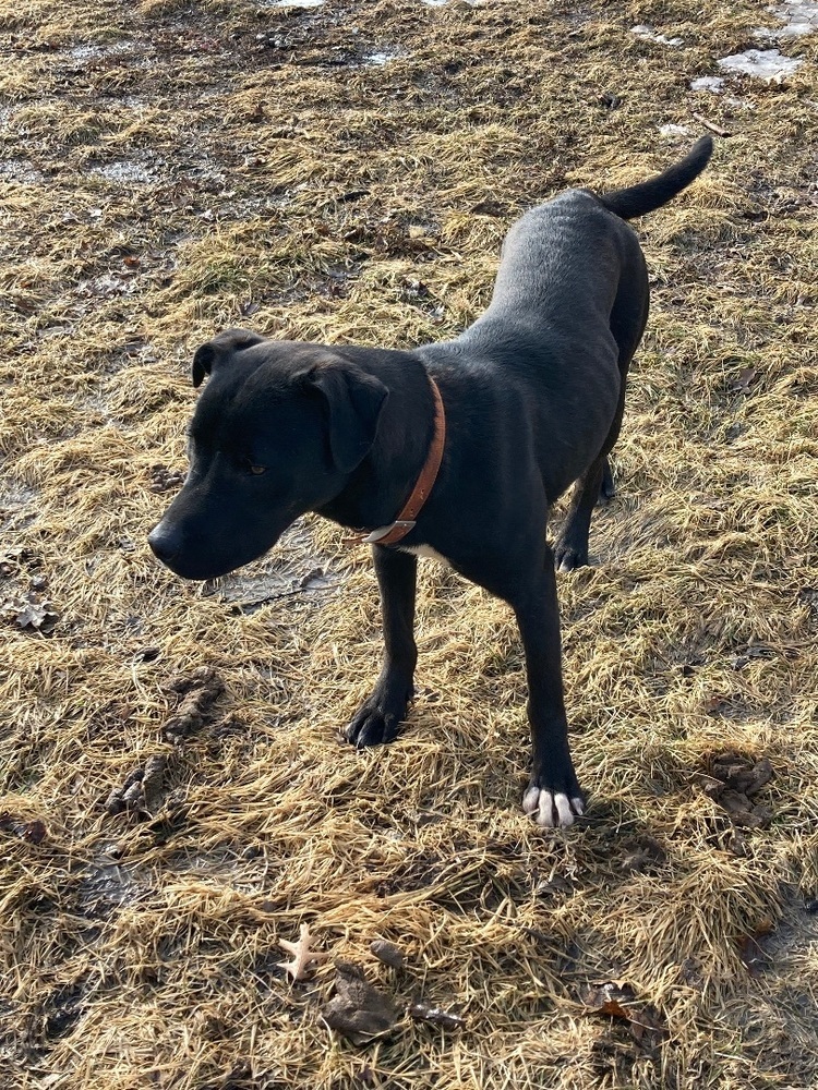 Booker, an adoptable American Staffordshire Terrier, Labrador Retriever in Brainerd, MN, 56401 | Photo Image 4