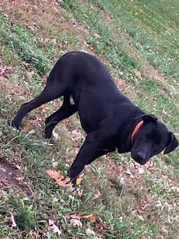 Booker, an adoptable American Staffordshire Terrier, Labrador Retriever in Brainerd, MN, 56401 | Photo Image 5