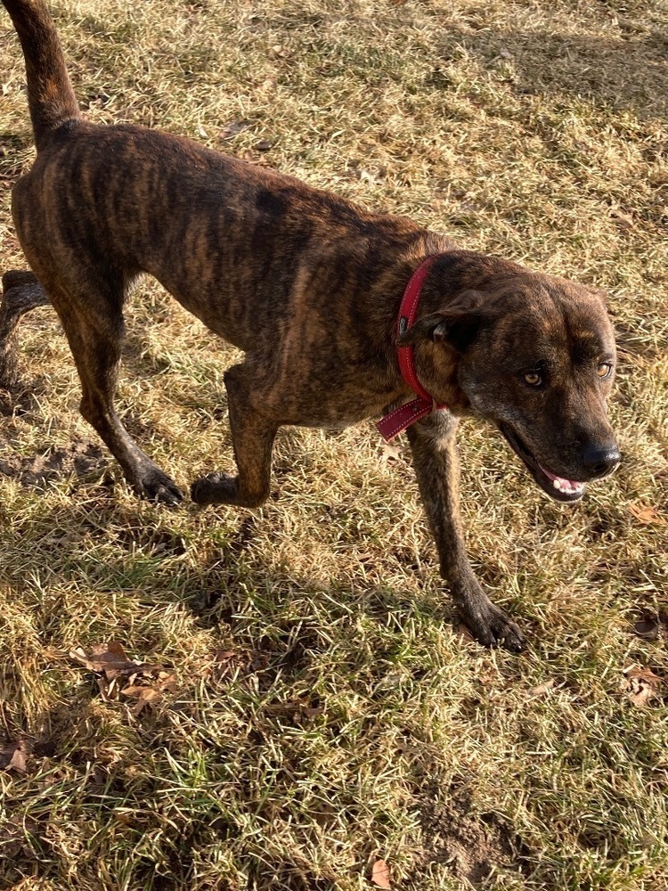 Frankie, an adoptable American Staffordshire Terrier, Labrador Retriever in Brainerd, MN, 56401 | Photo Image 3