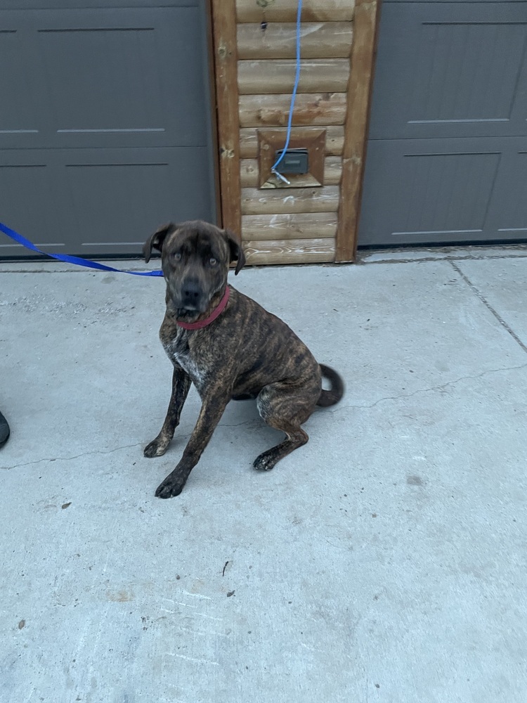 Frankie, an adoptable American Staffordshire Terrier, Labrador Retriever in Brainerd, MN, 56401 | Photo Image 4