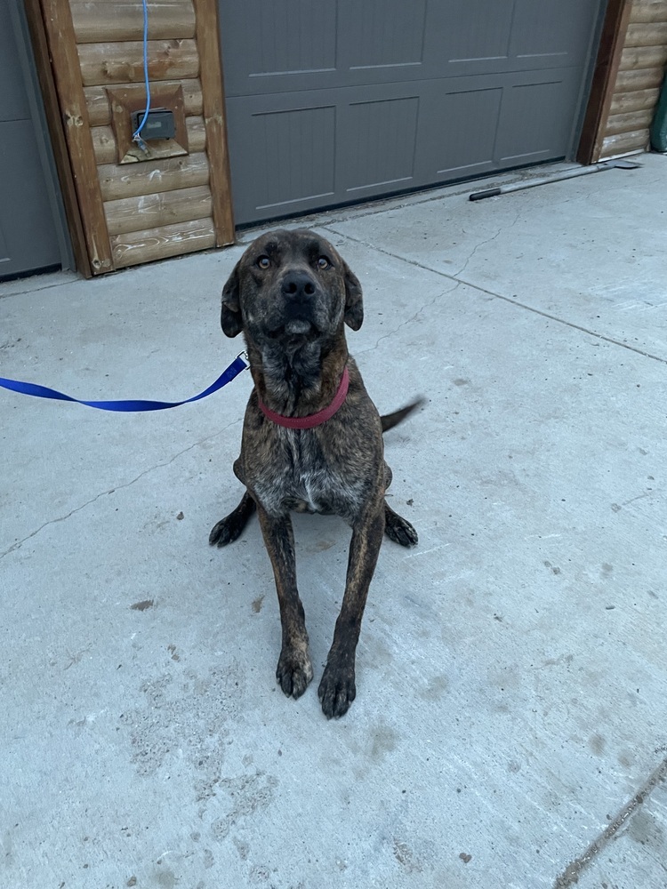 Frankie, an adoptable American Staffordshire Terrier, Labrador Retriever in Brainerd, MN, 56401 | Photo Image 6