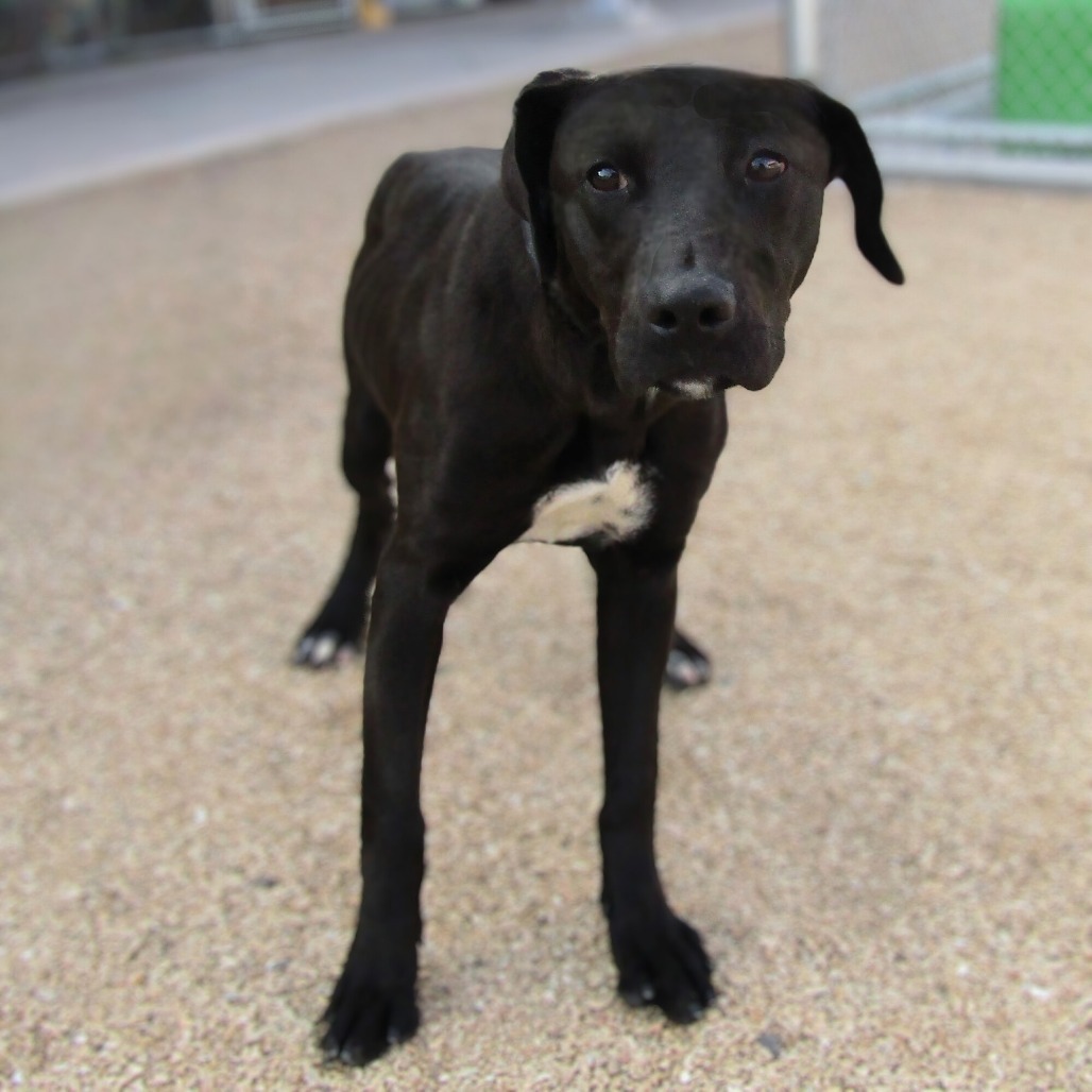 Talia, an adoptable Mixed Breed in Las Cruces, NM, 88012 | Photo Image 1
