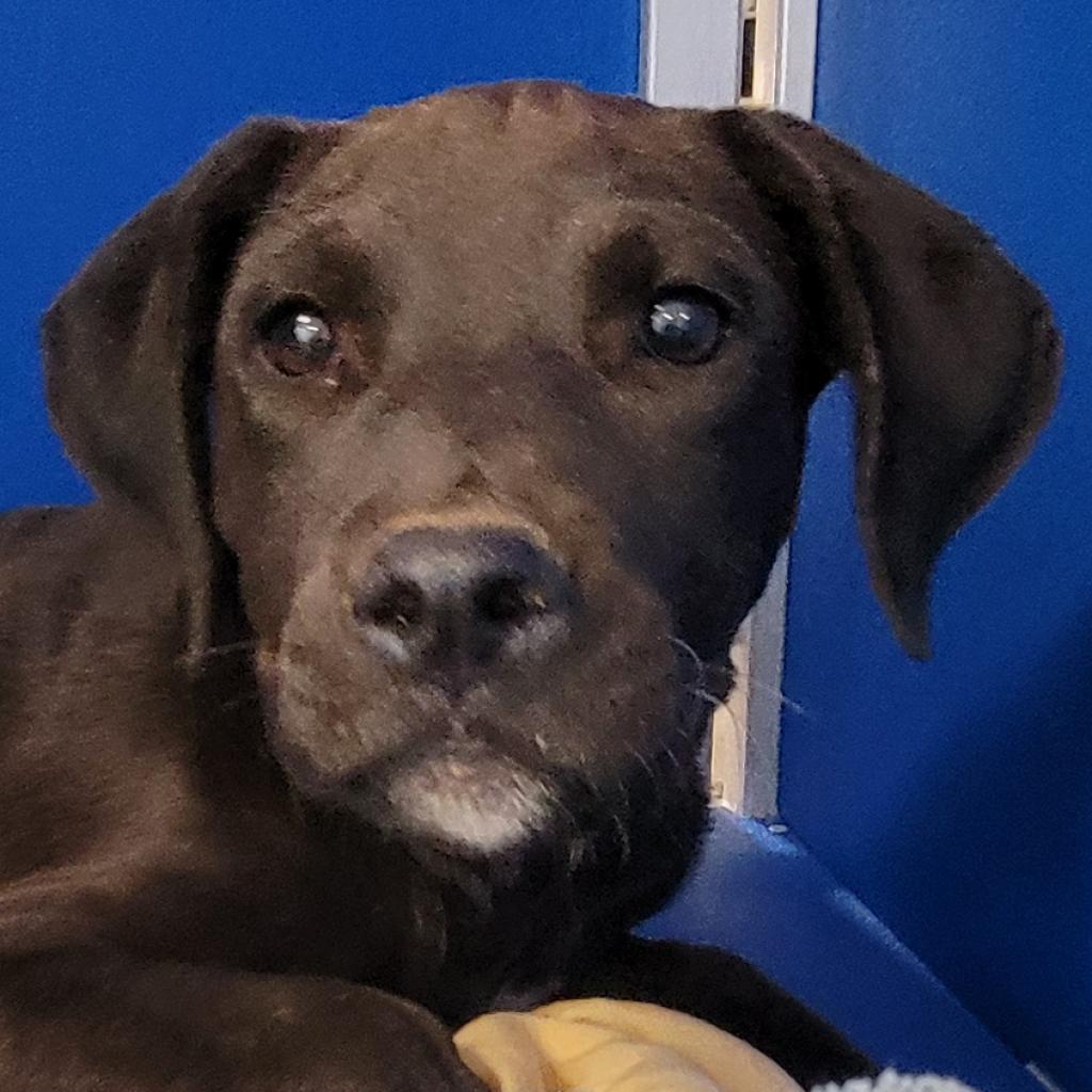 Talia, an adoptable Mixed Breed in Las Cruces, NM, 88012 | Photo Image 2