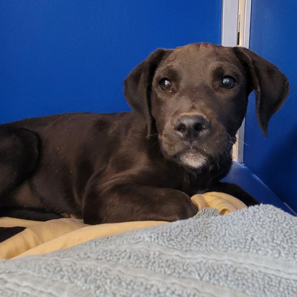 Talia, an adoptable Mixed Breed in Las Cruces, NM, 88012 | Photo Image 3