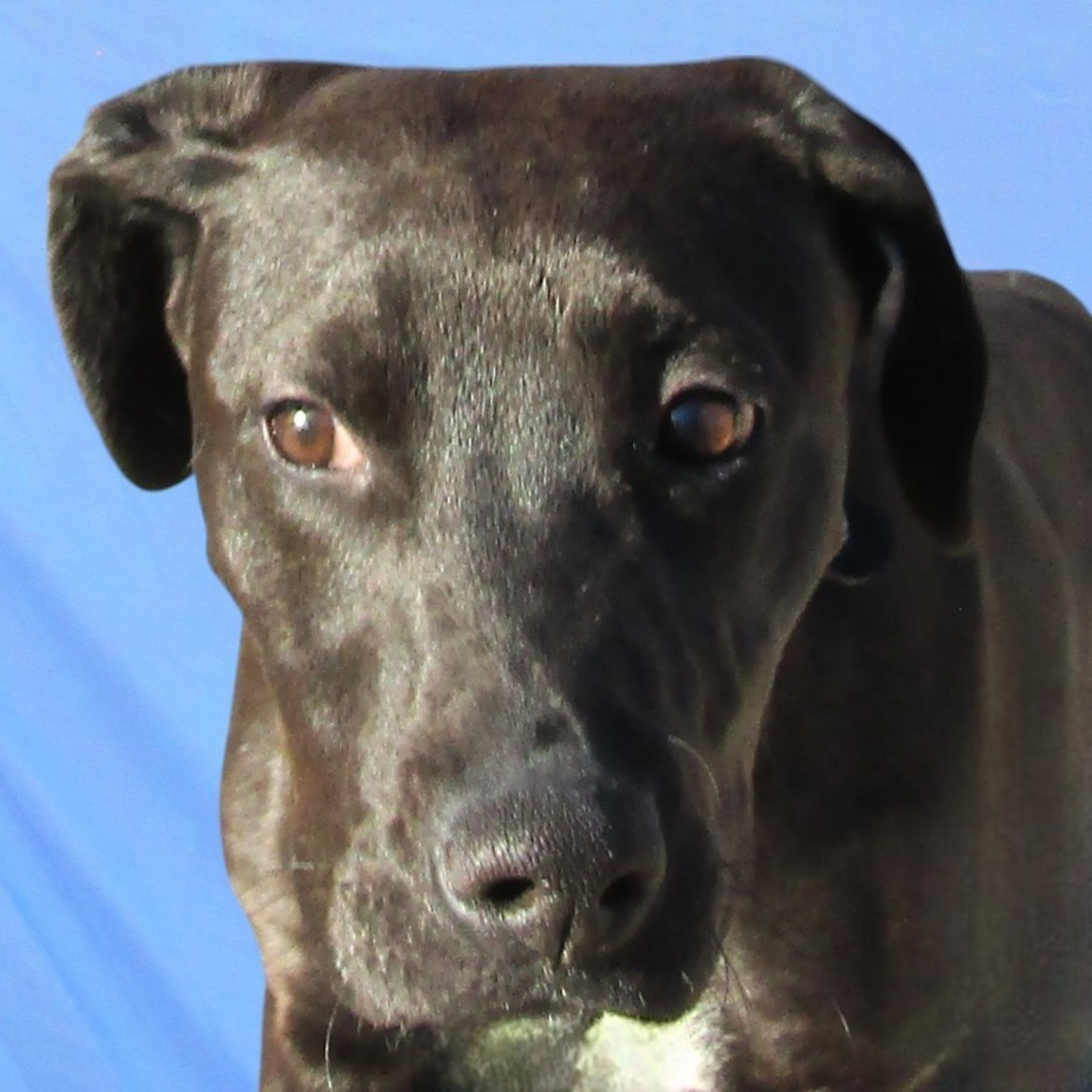 Talia, an adoptable Mixed Breed in Las Cruces, NM, 88012 | Photo Image 5