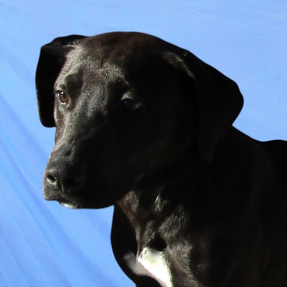 Talia, an adoptable Mixed Breed in Las Cruces, NM, 88012 | Photo Image 6