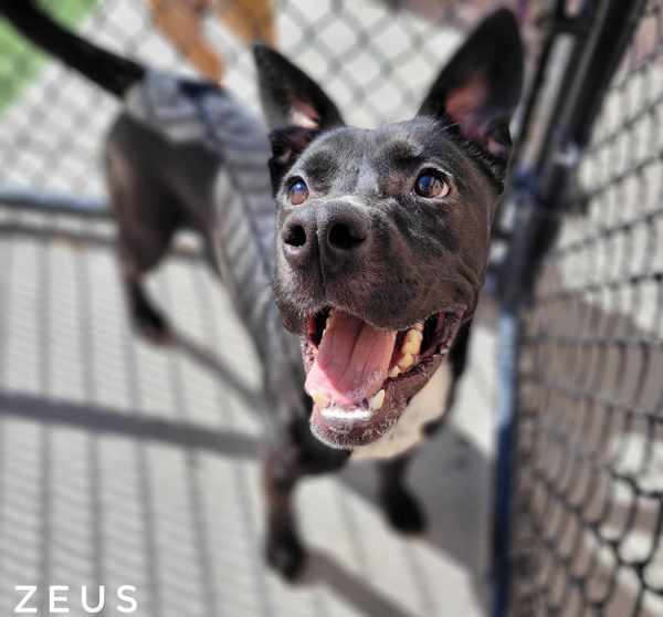 Zeus 2