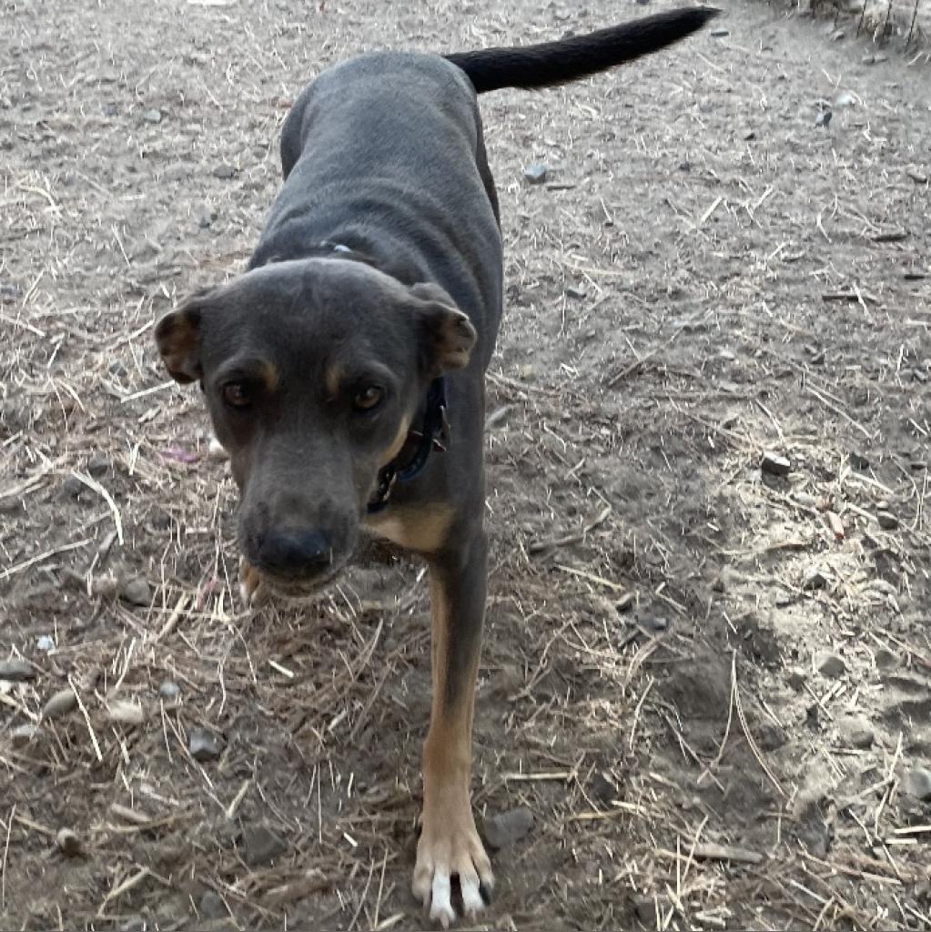 JACKIE, an adoptable Basenji, Mixed Breed in Point Richmond, CA, 94801 | Photo Image 3