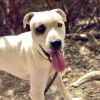 HANK photo 1