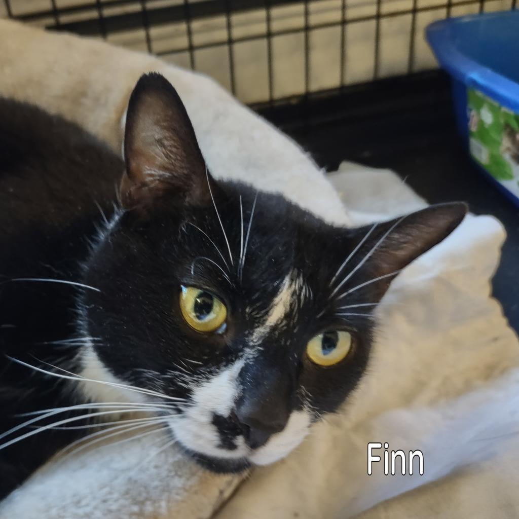Finn