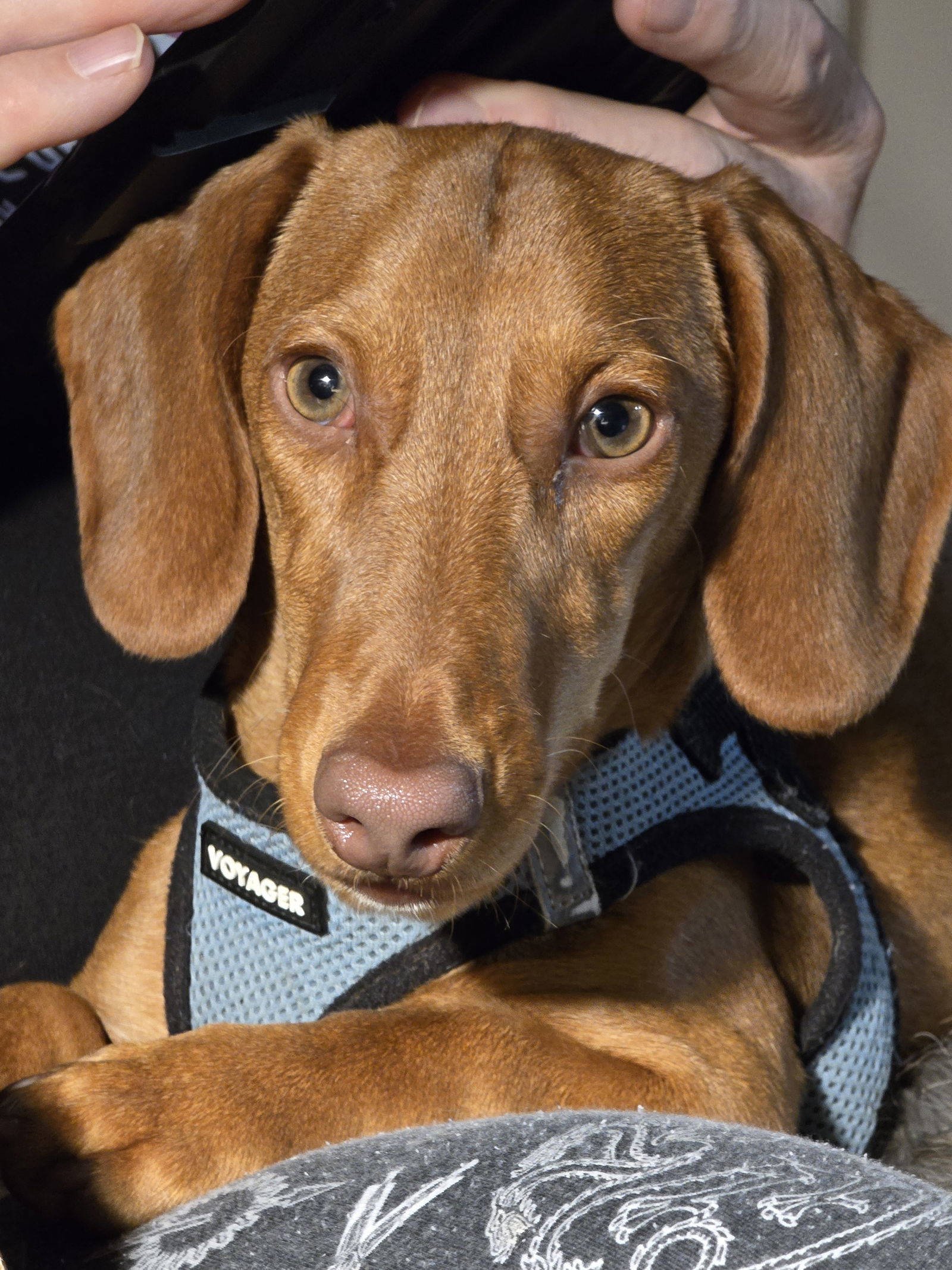 Hunter, an adoptable Dachshund in Sioux Falls, SD, 57101 | Photo Image 1