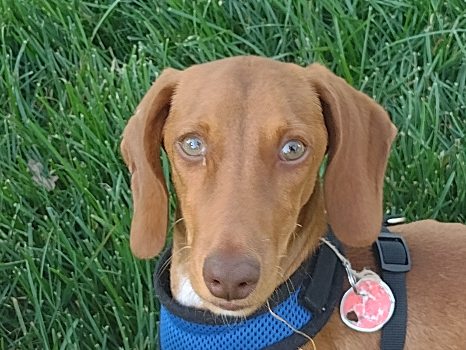 Hunter, an adoptable Dachshund in Sioux Falls, SD, 57101 | Photo Image 2