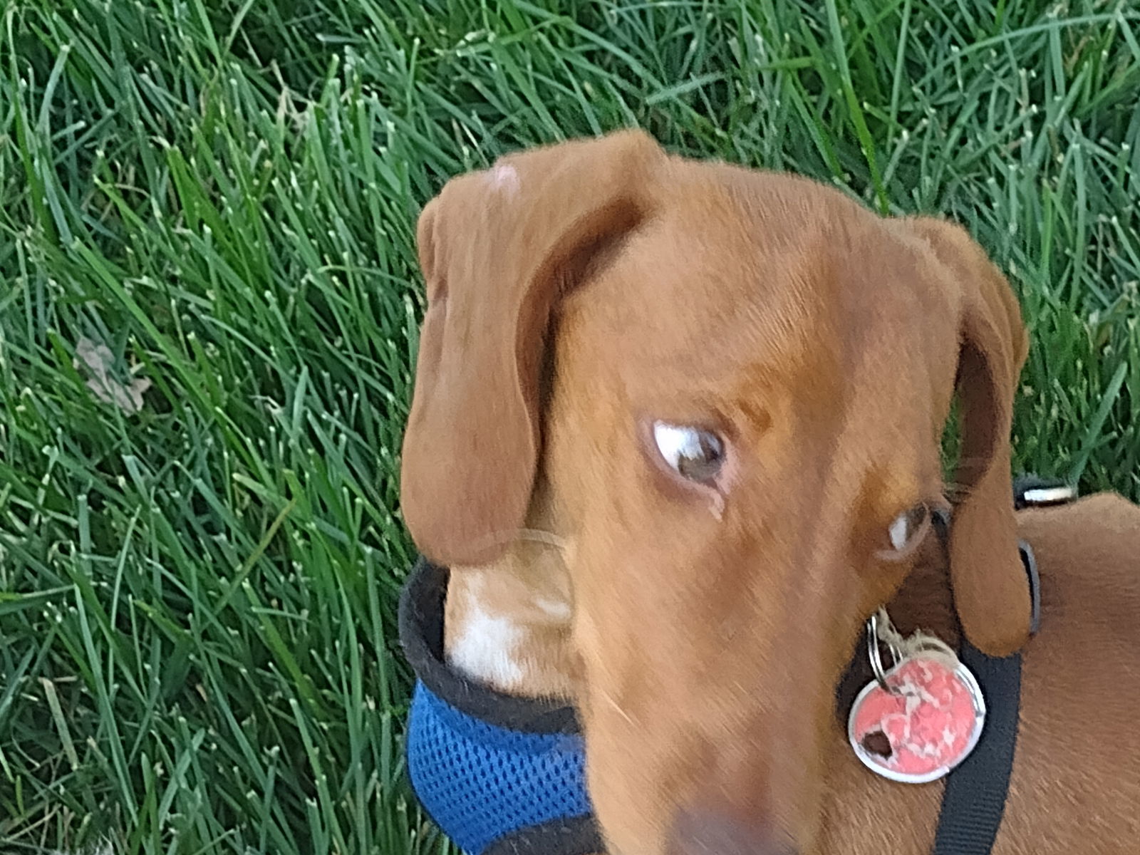 Hunter, an adoptable Dachshund in Sioux Falls, SD, 57101 | Photo Image 3