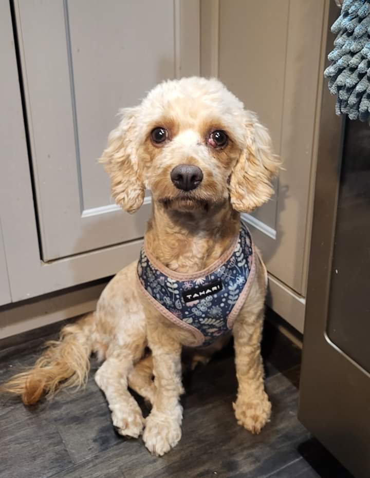 Finley, an adoptable Cavalier King Charles Spaniel, Poodle in Sioux Falls, SD, 57101 | Photo Image 1