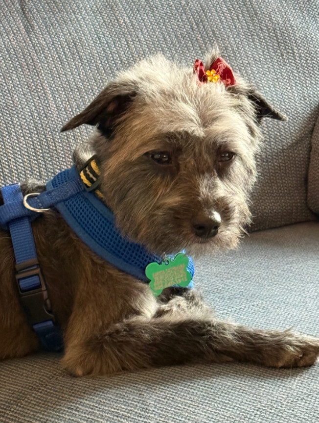 Nova, an adoptable Australian Shepherd in Sioux Falls, SD, 57101 | Photo Image 1