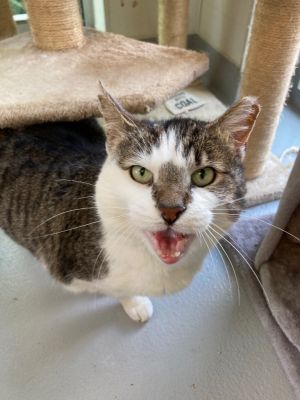 Meow, Adult Female unknown