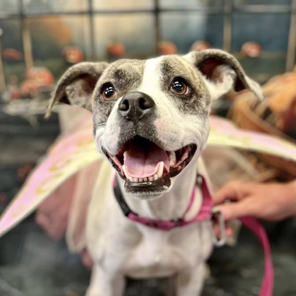 Jami, an adoptable Pit Bull Terrier in Wichita, KS, 67278 | Photo Image 1