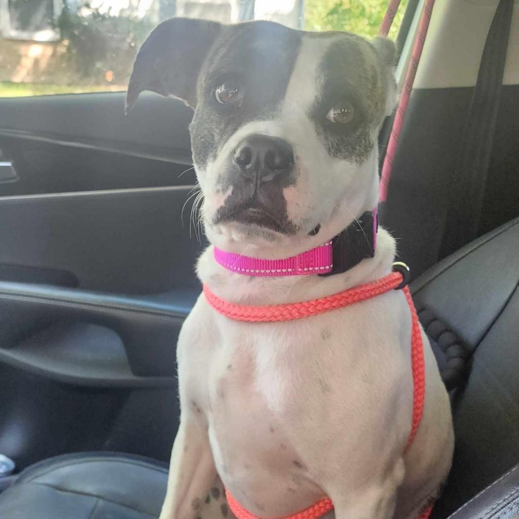 Jami, an adoptable Pit Bull Terrier in Wichita, KS, 67278 | Photo Image 2