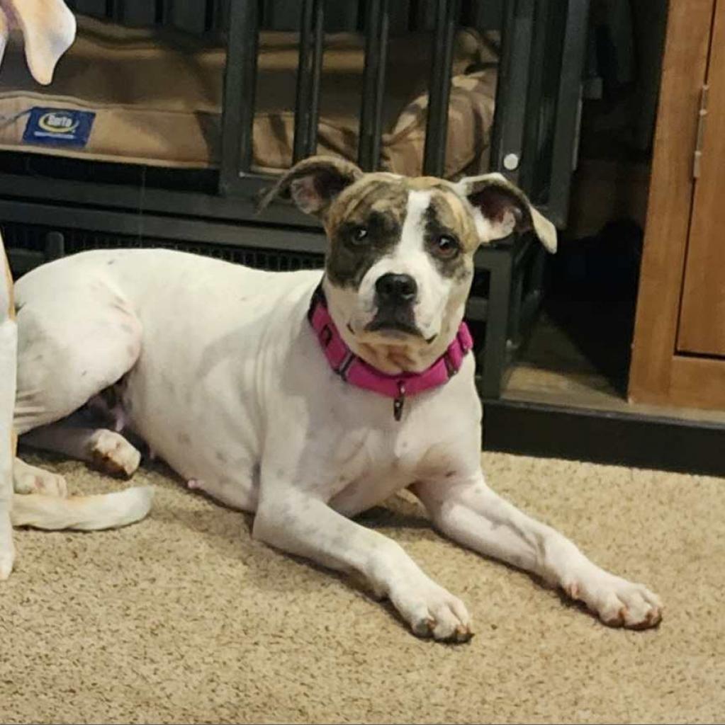 Jami, an adoptable Pit Bull Terrier in Wichita, KS, 67278 | Photo Image 3